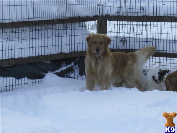 Stud Dogs in MA